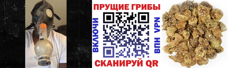 Псилоцибиновые грибы MAGIC MUSHROOMS  кракен tor  Севск 